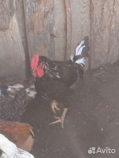 Молодые петухи