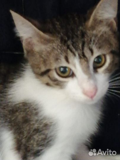 Очень милые котята