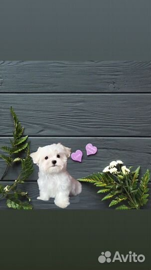 Курносые мальтезе родители Корея