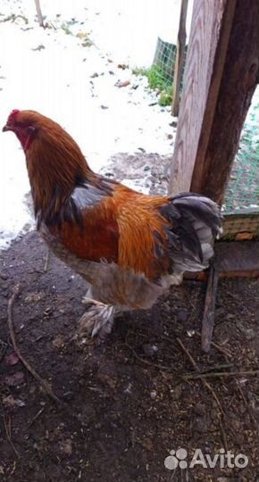 Молодые петухи брама