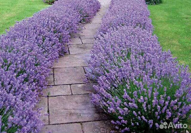 Лаванда саженцы, семена