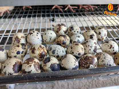 Инкубационное яйцо перепелов, качественный вывод, Пушкин