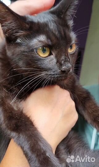 Красотка Ева