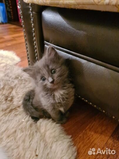 Отдаю котенка. Мальчик. 1.5 месяца. Порода: Ангора