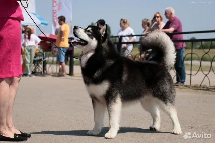 Аляскинский маламут
