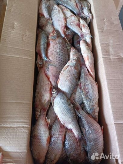 Рыба речная свежемороженая