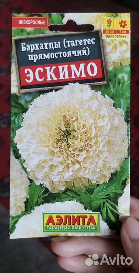 Рассада бархатцы Эскимо