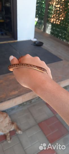 Змея узорчатый полоз