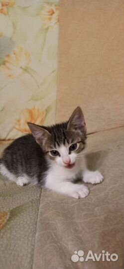 Котик