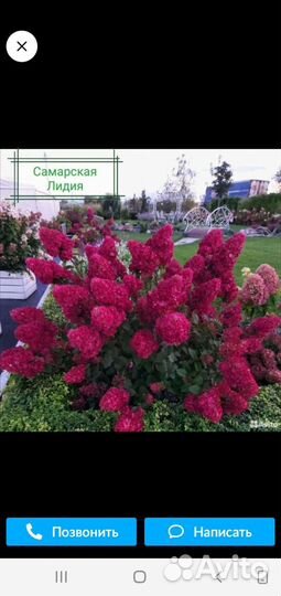 Гортензия метельчатая саженцы,растущие и цветущие