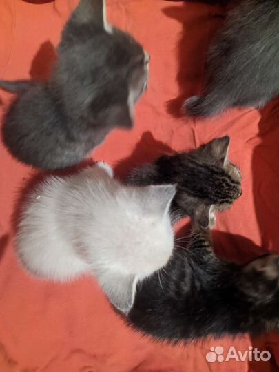 Котята метисы