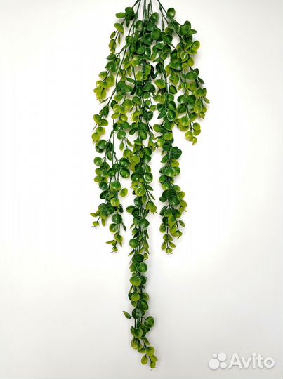 Растения для вдохновения эвкалипт ампельный опт