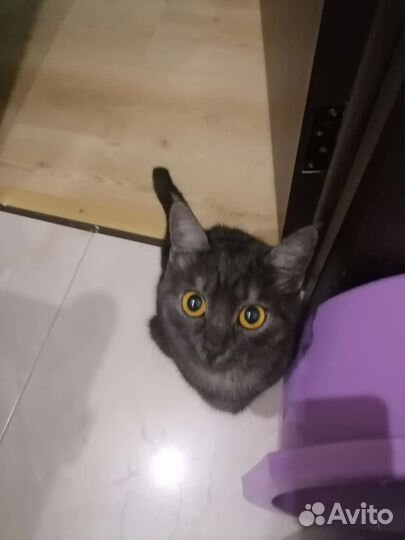 Кошка