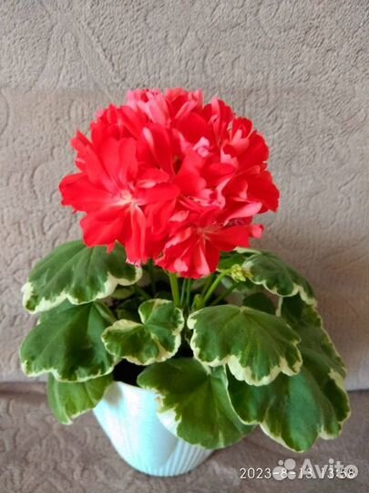 Пеларгонии сортовые