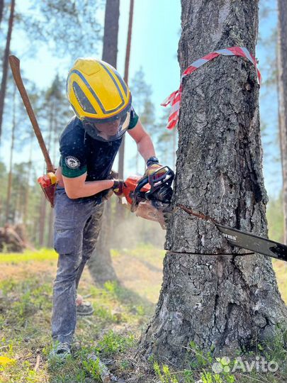 Спил удаление деревьев