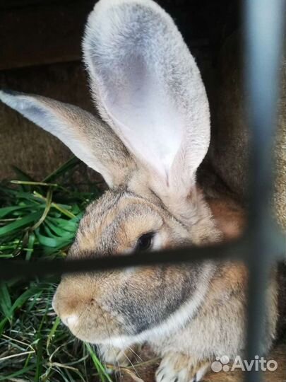 Кролики мясных пород