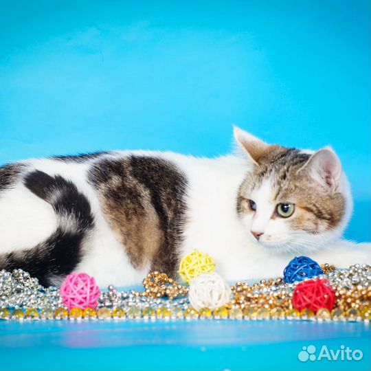 Особенная кошечка Палитра (1 год)