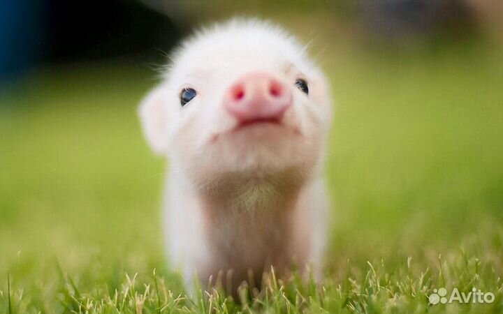 Поросят подсвинки