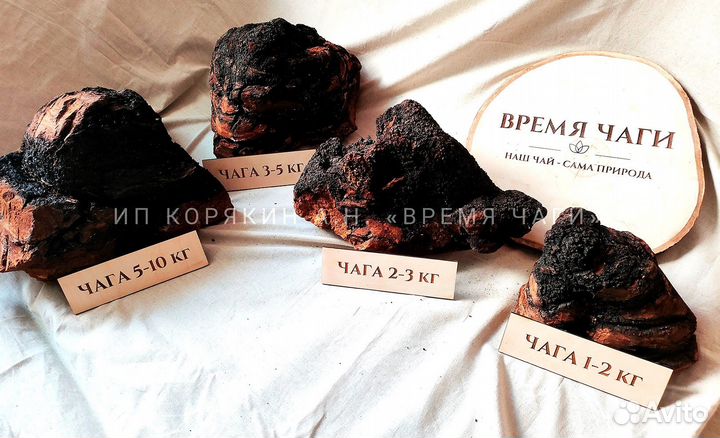 Чага сушеная / молотая и кусковая