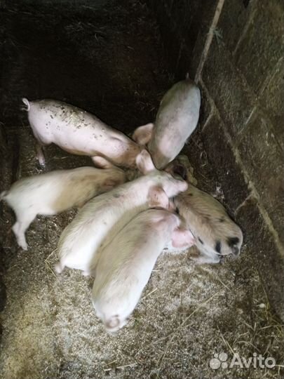 Поросята