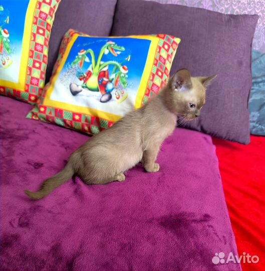 Котята европейской бурмы