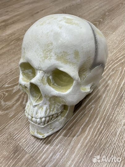 Черепа из гипса