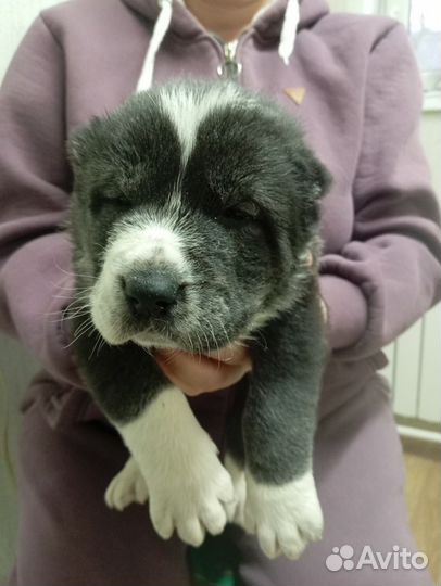 Щенки алабая продажа