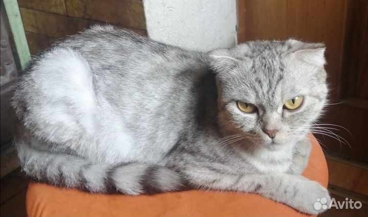 Шотландская вислоухая девочка - котёнок