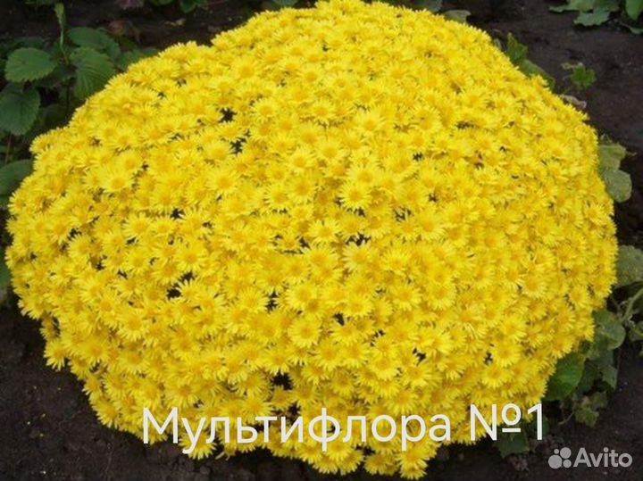 Хризантема мультифлора