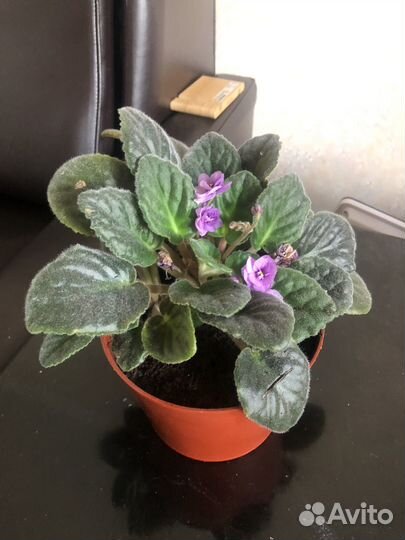 Фиалка в горшках