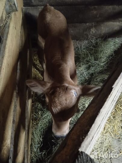 Бычок джерси