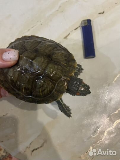 Красноухая черепаха