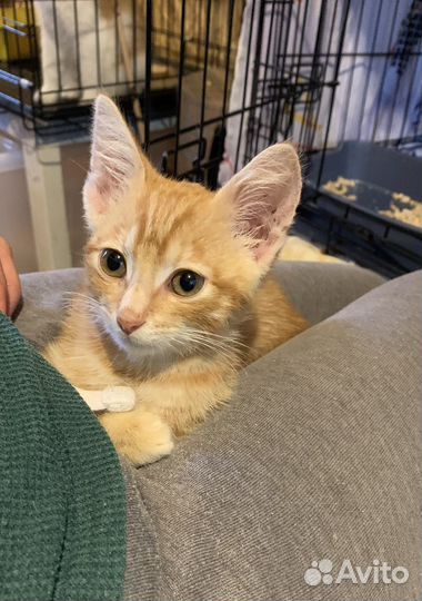 Рыжий котик 2,5 месяца