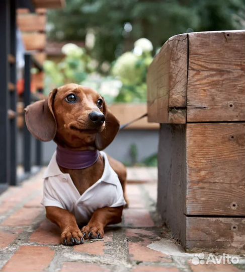 Такса вязка