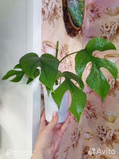 Много домашних растений, часть 2