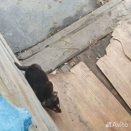 Породу незнаю