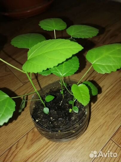 Саженцы инжира