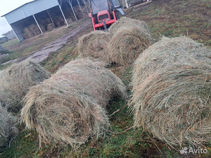 Продам сено
