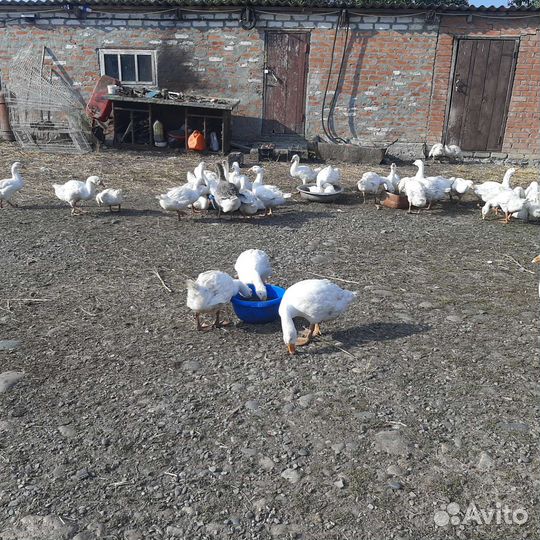 Гуси линда