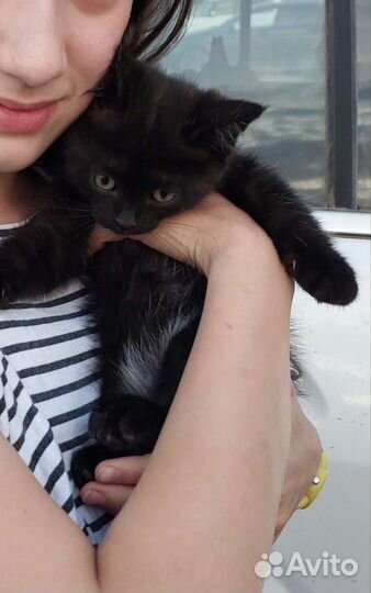 Котейка девочка 2 месяца
