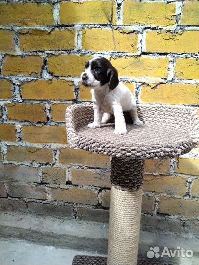 Русский спаниель