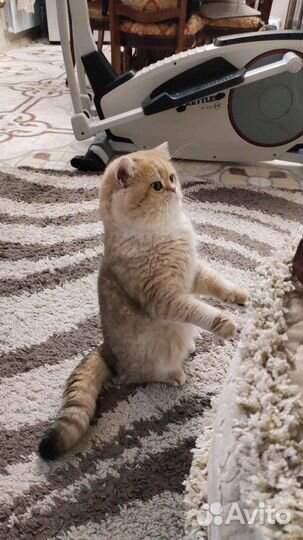 Британский клубный кот вязка