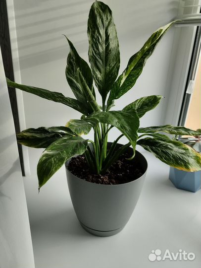 Комнатные цветы