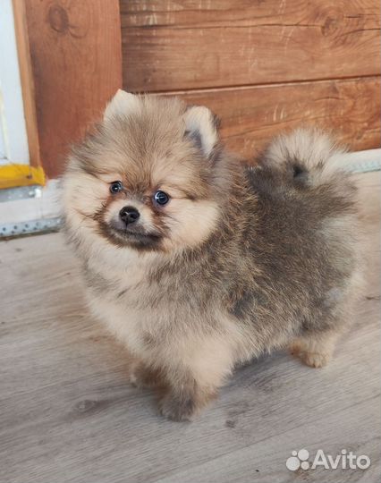 Щенки шпица