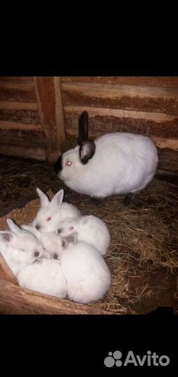 Калифорнийские кролики