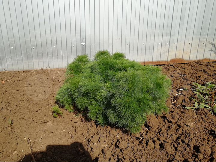 Дом 56 м² на участке 6 сот.