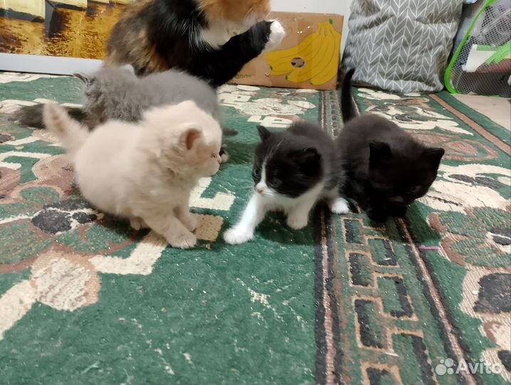 Котята в добрые руки