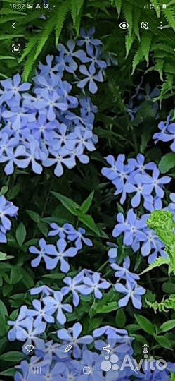 Флоксы многолетние