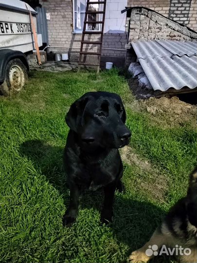 Кобель лабрадора вязка