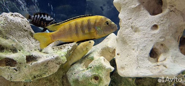 Рыба Цихлиды еллоу